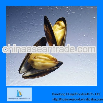 best quality frozen mussel