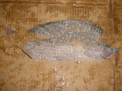TILAPIA GGS (Tilapia mossambica)