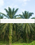Palm Oil