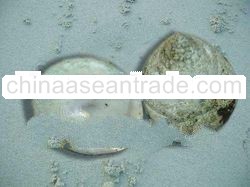 WHITE TROCHUS Sea Shell