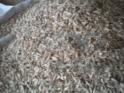cumin