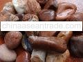 Pebble Ren Marron#406