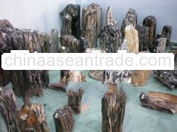 Wood Fosil Gemstone