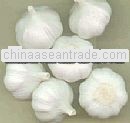 bulk garlic for sale all size all packing and best price