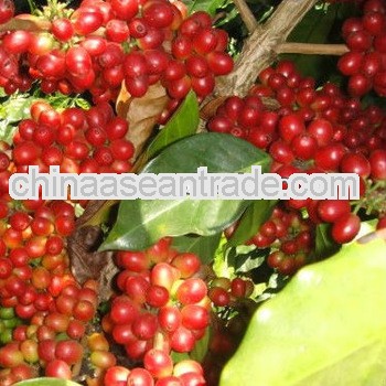 bulk green coffee beans,AA grade from Yunnan