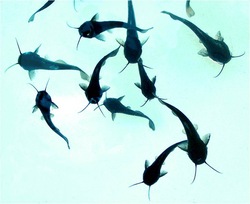 Baby Catfish