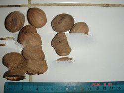 Nutmeg, Mace, Black/ Whitepepper, Galingale, clove, clove stem,Turmeric, Cassia, please contact me