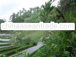 Bali Land Plot