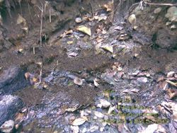 Coal Mine for Cooperation in