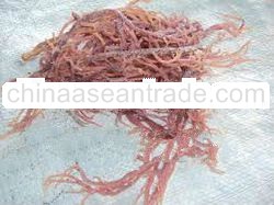 Sabah seaweed