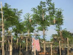 Jacaranda Mimusofolia