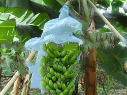 Jogearn Cavendish Bananas