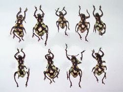 philippine curculionidae weevils beetles