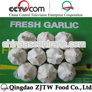 china good quality fresh garlic specification