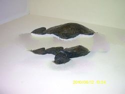 TURTLE STATUE FROM LEATHER