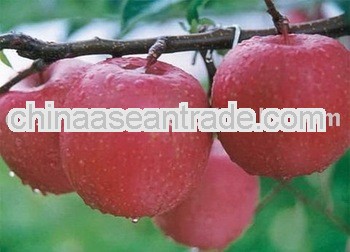 class A pink lady apple
