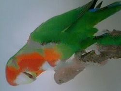 African Birds
