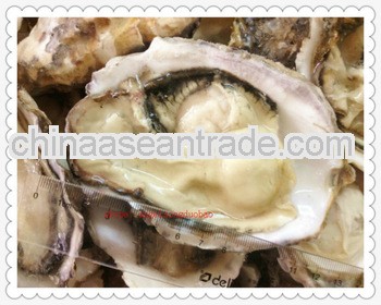 concha ostreae frozen seafood