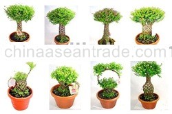 FALSE HEATHER OR ELFIN HERBS