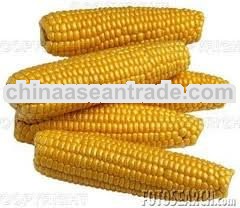 yellow corn