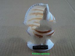 Shell Lamp