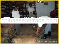 Leather Hides & Skins