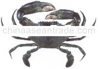 Mud crab