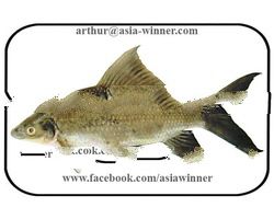KALIBUSH FISH - Labeo calbasu
