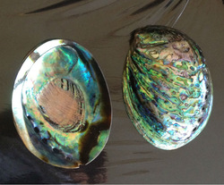 paua shell polished