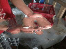 Live Chilled Fresh 100% Cultured (From Hatchery) Coral Trout Grouper