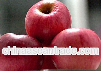 delicious red fuji apple with different sizes for exporting