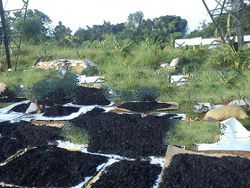 Coconut Shell Charcoal