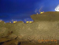 steam coal composited blending