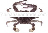 Blue swimmer crab