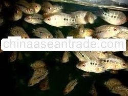 flower horn fish RED DRAGON