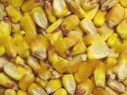 Yellow Corn
