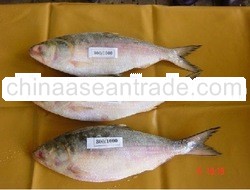 Frozen Hilsa