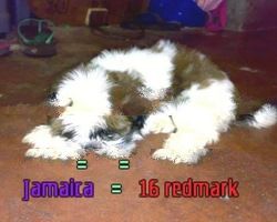 shih tzu dag