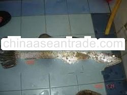 MAHSEER FISH / KELAH FISH / SULTAN FISH
