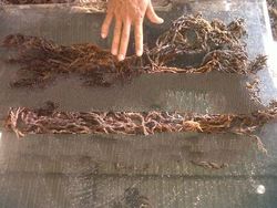 Dried Seaweed,nutmeg,cardamom