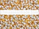 Yellow Corn