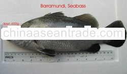 Barramundi