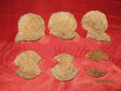 Aerodramus Fuciphagus (House Nest Swiftlet)