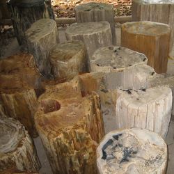 Fossil Wood Stools