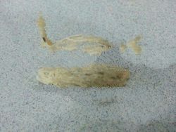 Unprocessed Birds Nest