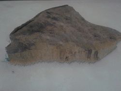 Anthocephalus Cadamba