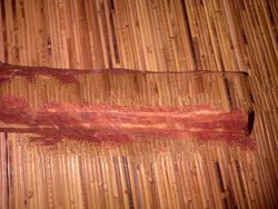 Raw Raja kayu / Red Wood