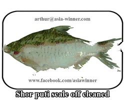 PUTI [Cleaned GS] (Puntius sarana)