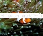 Marine Saltwater Fish And Invertebrates