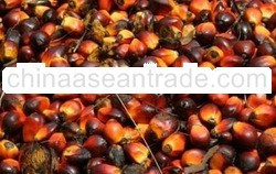 Palm Oil